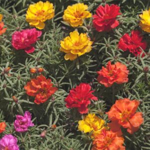 PORTULACA GRANDIFLORA DOUBLE MIX