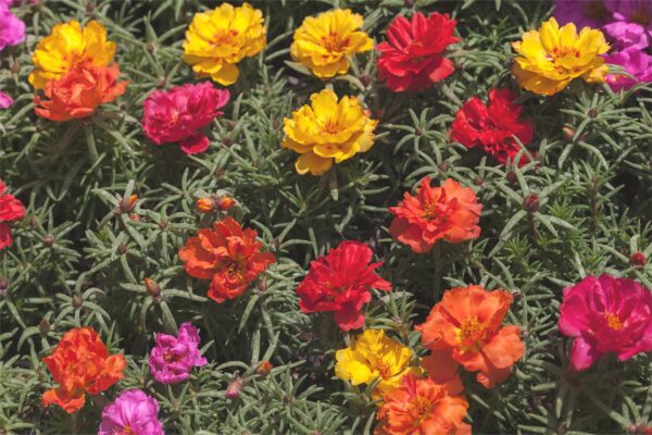 PORTULACA GRANDIFLORA DOUBLE MIX