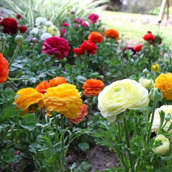 Ranunculus Mix - Image 2