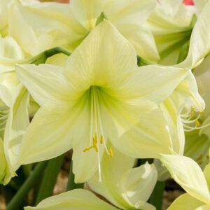 Amaryllis Bulbs