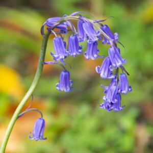 Native Bluebell Bulbs