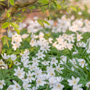 Anemone Bulbs