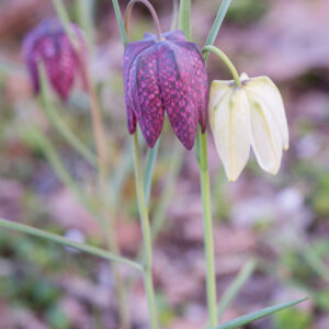 Fritillary Bulbs
