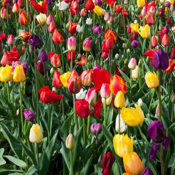 Tulip Triumph Mix - Image 3