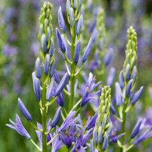 Camassia Bulbs