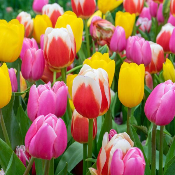 Tulip Triumph Mix - Image 2