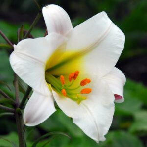 Lily Bulbs
