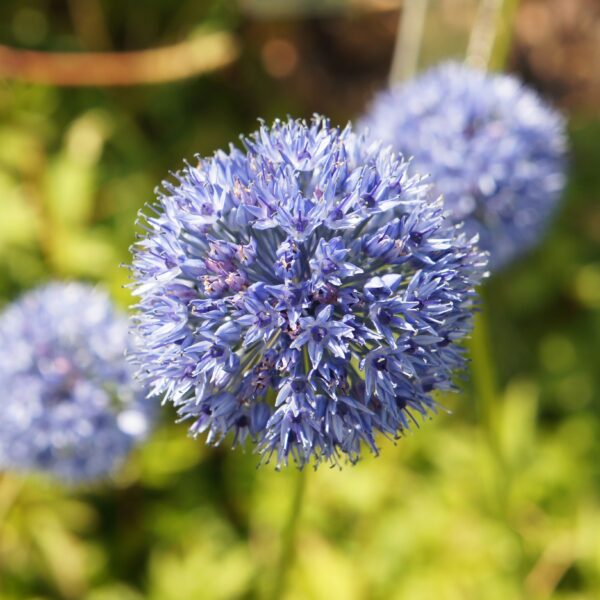 Allium caeruleum