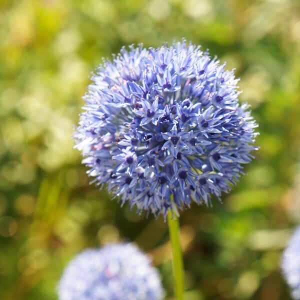 Allium caeruleum - Image 3