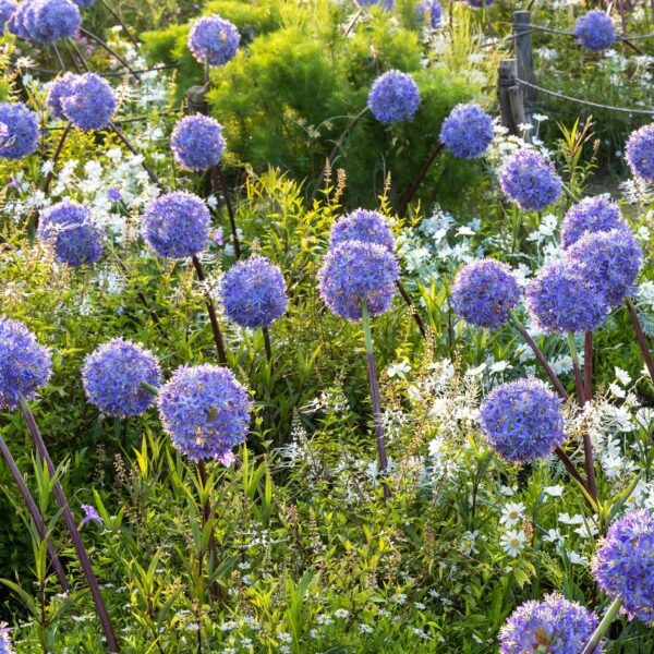 Allium caeruleum - Image 2