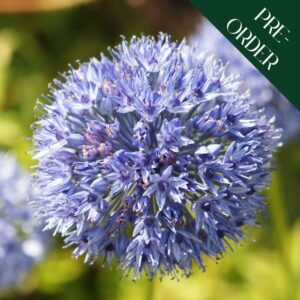 Allium caeruleum