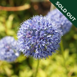 A close up image of an Allium caeruleum flower in blue with green background