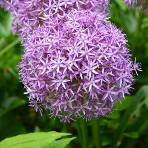 Allium Cristophii