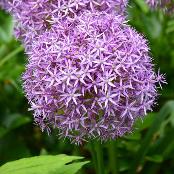 Allium Cristophii