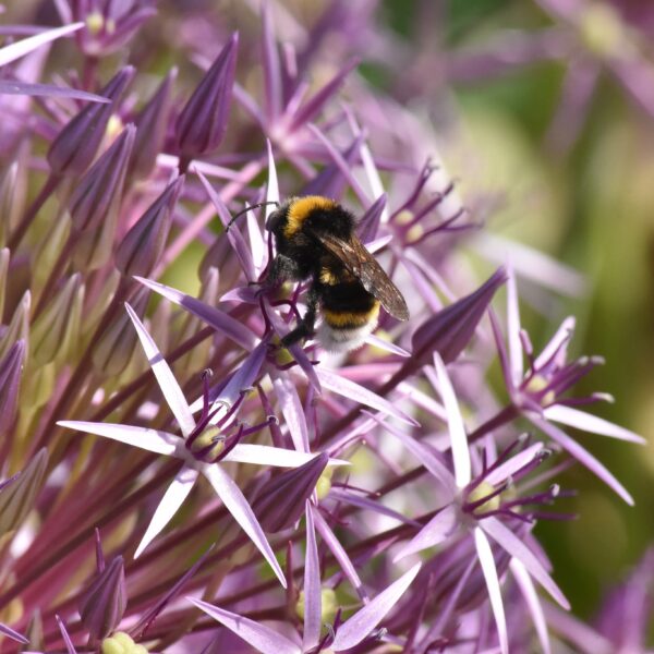 Allium Cristophii - Image 2
