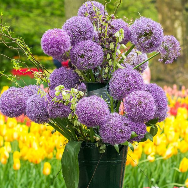 Allium Cristophii - Image 3