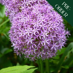 Allium Cristophii
