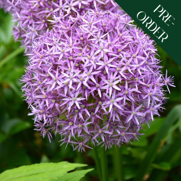 Allium Cristophii