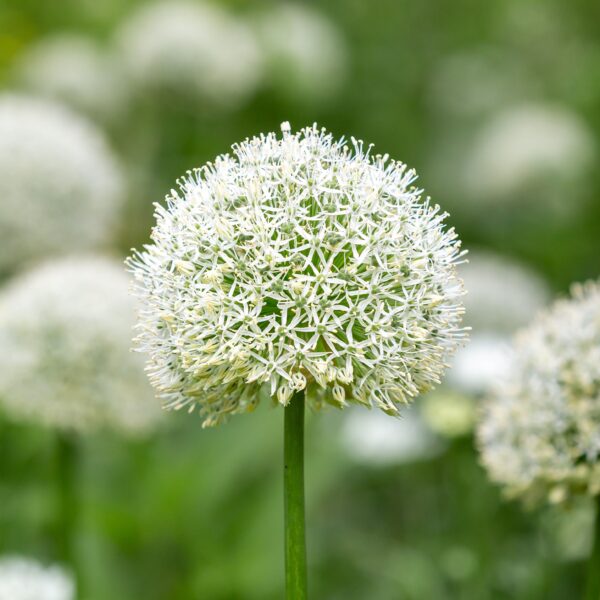 Allium Mount Everest