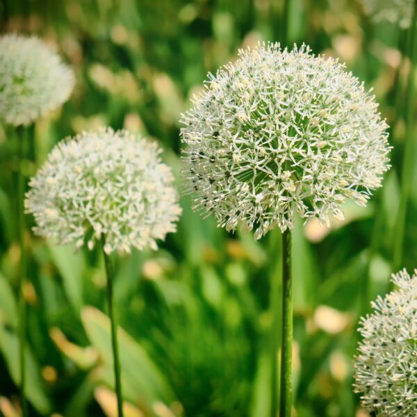 Allium Mount Everest - Image 2