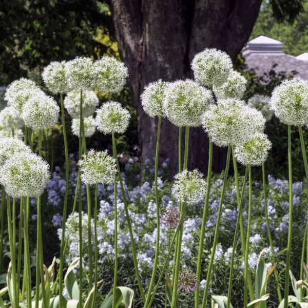 Allium Mount Everest - Image 3