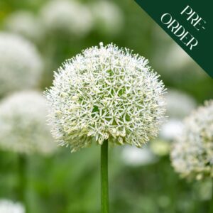 Allium Mount Everest