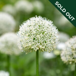 A close up image of a Mount Everest Allium in cream white with green background