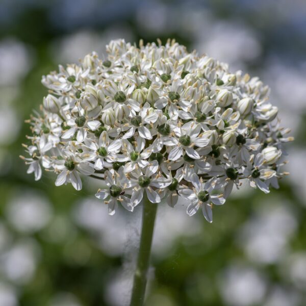 Allium nigrum