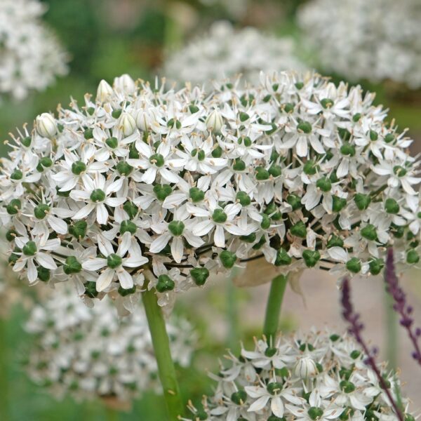 Allium nigrum - Image 2