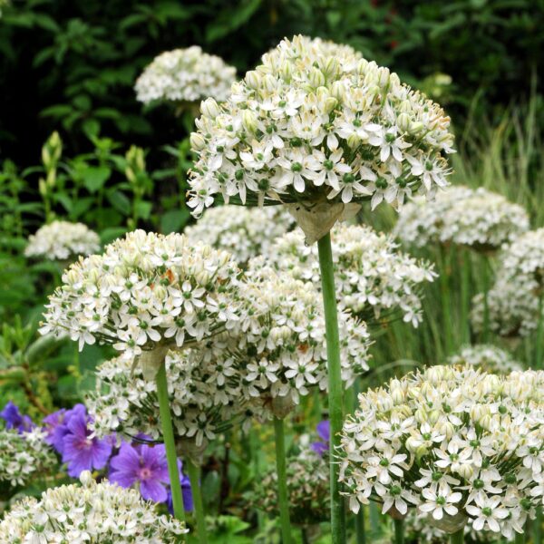 Allium nigrum - Image 3