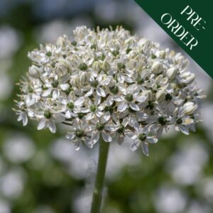 Allium nigrum