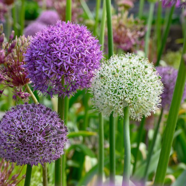 Allium Premium Mix