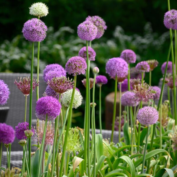 Allium Premium Mix - Image 2