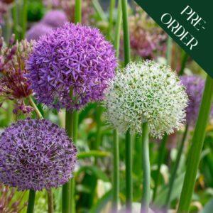 Allium Premium Mix