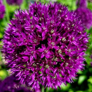 Allium Purple Sensation