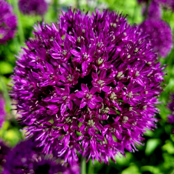 Allium Purple Sensation - Image 2