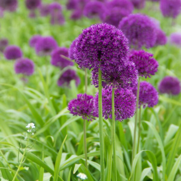 Allium Purple Sensation
