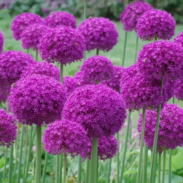 Allium Purple Sensation - Image 3