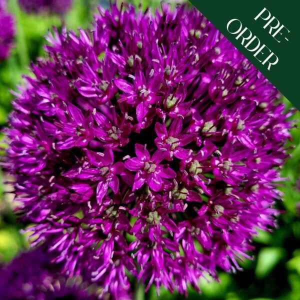 Allium Purple Sensation