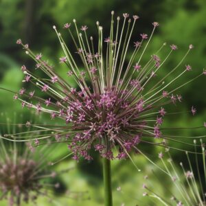 Allium schubertii