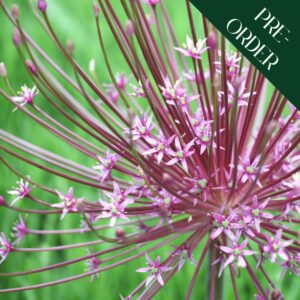 Allium schubertii