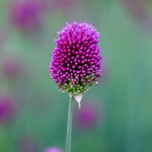 Allium sphaerocephalon