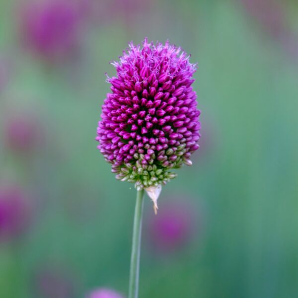 Allium sphaerocephalon
