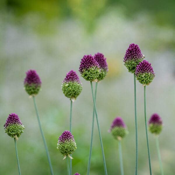 Allium sphaerocephalon - Image 2
