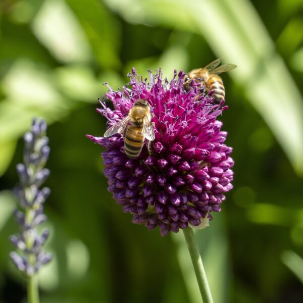 Allium sphaerocephalon - Image 3