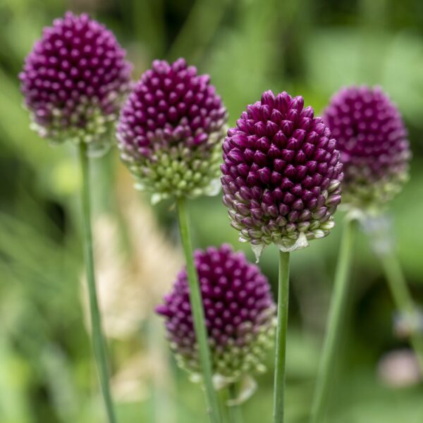 Allium sphaerocephalon - Image 4