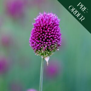 Allium sphaerocephalon