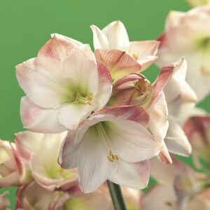 Amaryllis Apple Blossom