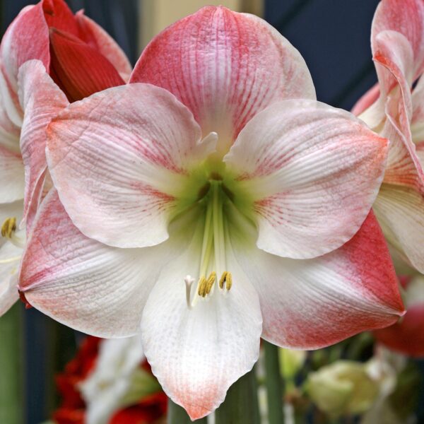 Amaryllis Apple Blossom - Image 2