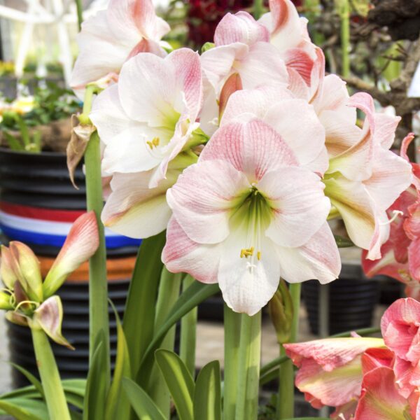 Amaryllis Apple Blossom - Image 3